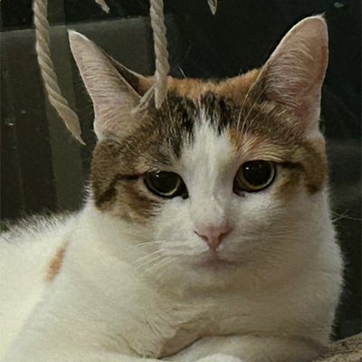 Ł